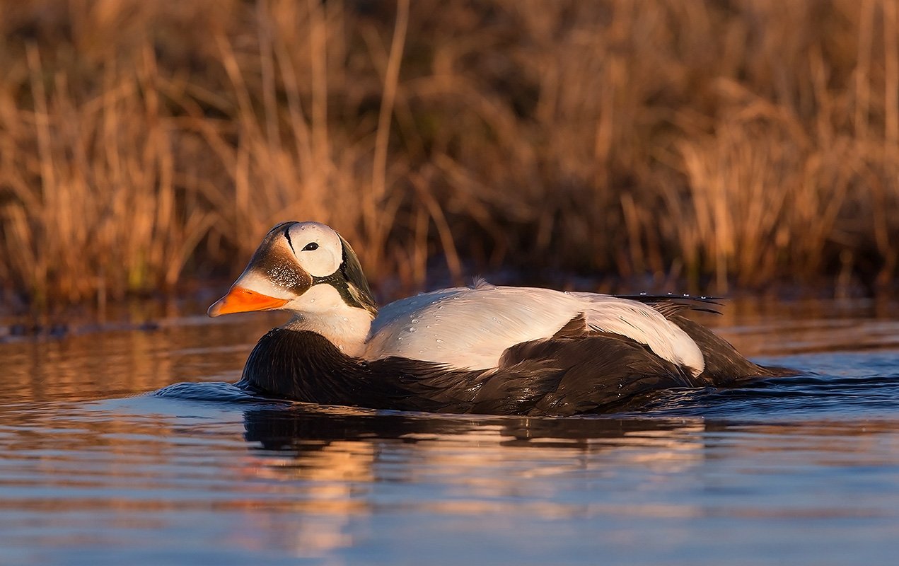 🏞️ 우치아게가와 치수녹지 (우치아게가와치스이료쿠치) 이미지 12